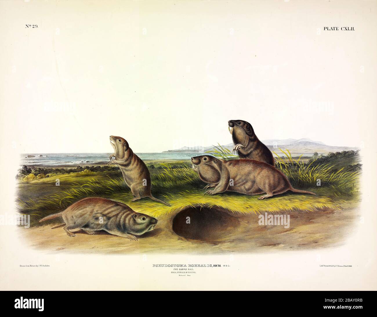 Platte 142 Camas Rat (Northern Pocket Gopher) die viviparösen Quadrupeds von Nordamerika, John James Audubon, sehr hochauflösendes, qualitativ hochwertiges Bild Stockfoto
