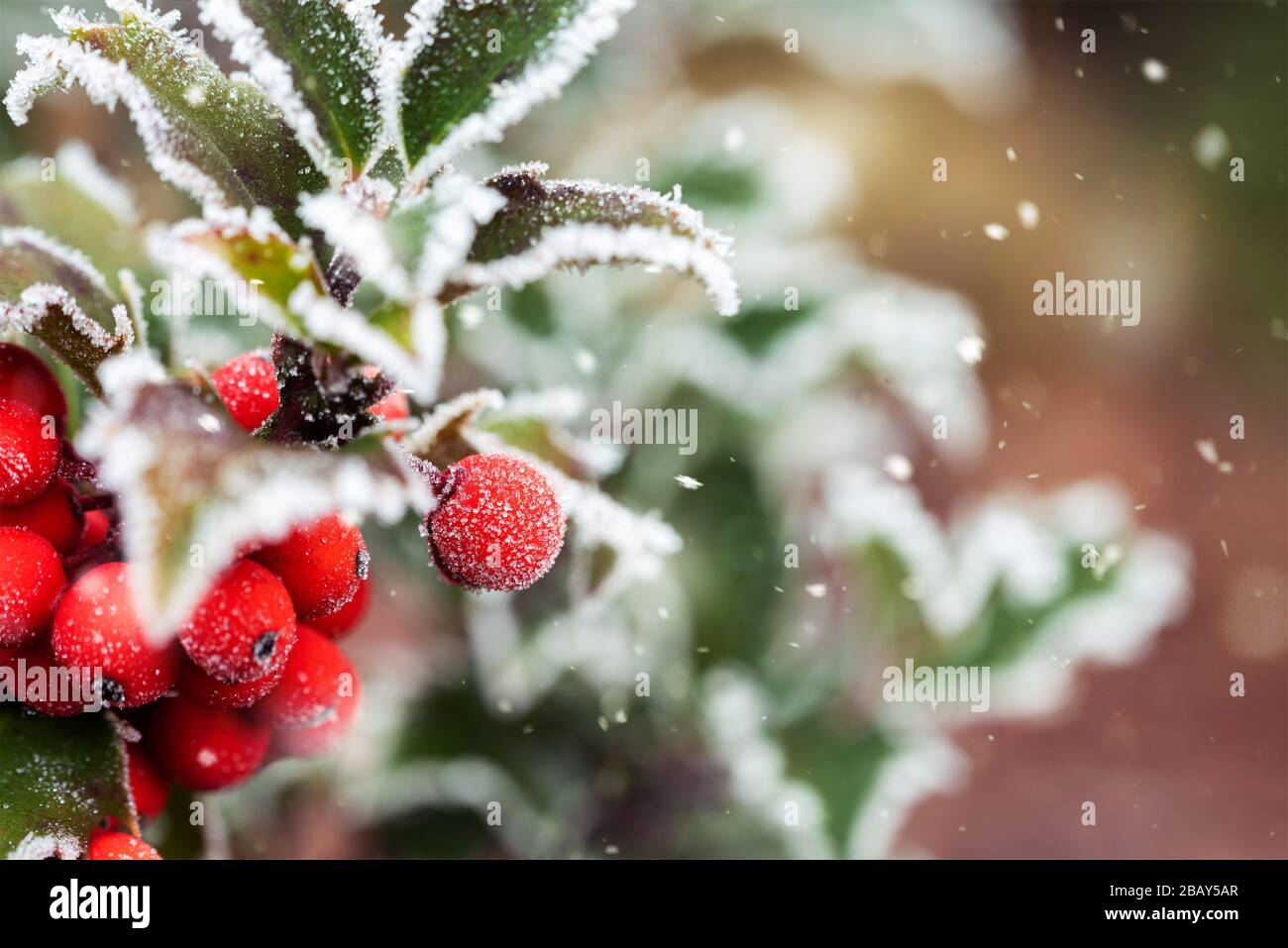 Bunte Beeren an einem frostbedeckten Strauch. Winter im Garten. Nahaufnahme von bunten Ziersträuchern. Stockfoto