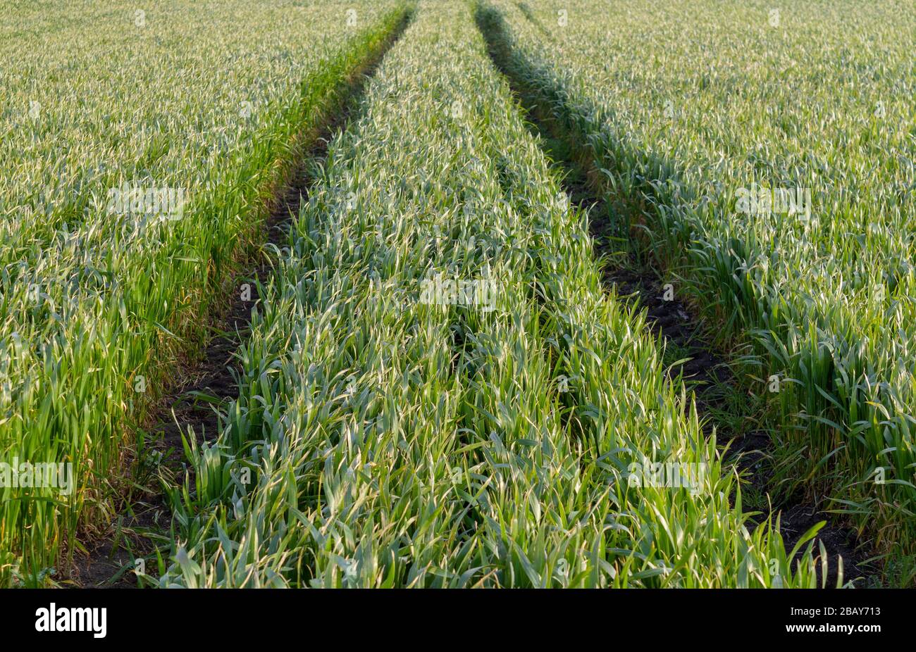 Traktorpfad auf grünem Gras auf dem Feld Stockfoto