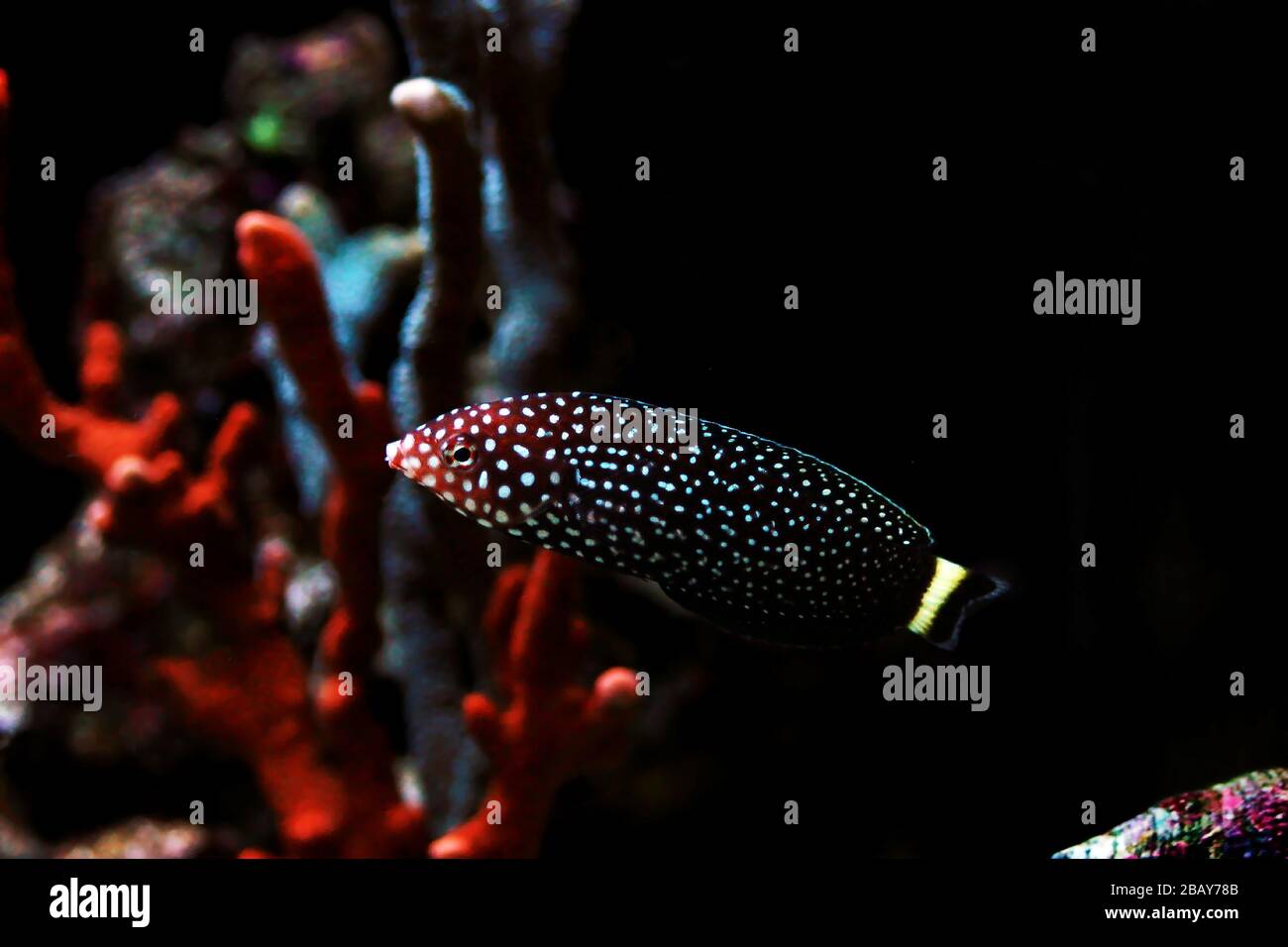 Weiß gefleckter Salzwasserwrassenfisch - Melanurus Anampses Stockfoto