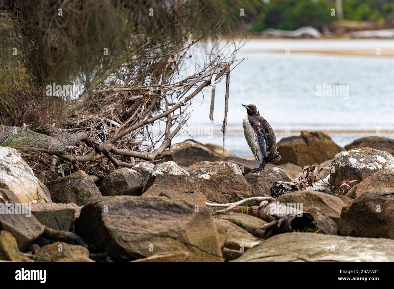 King Pinguin steht am felsigen Strand, Tasmanien, während der Schmelze. Seltene Sichtung in der Cloudy Bay Lagoon, Bruny Island. Kopierbereich. Stockfoto