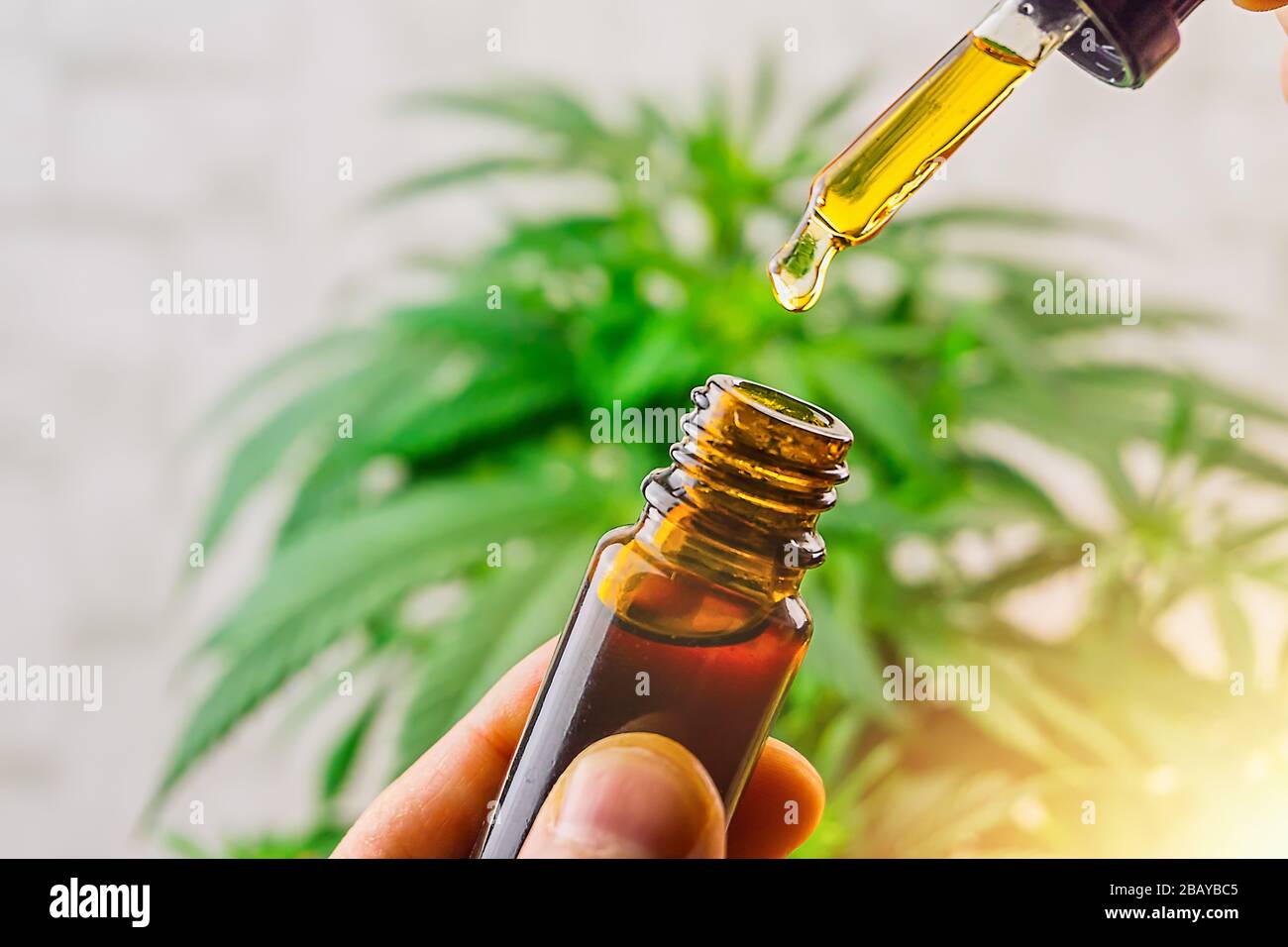 Hand hält Flasche Cannabis Öl gegen Marihuana-Pflanze, CBD-Öl in Pipette Stockfoto