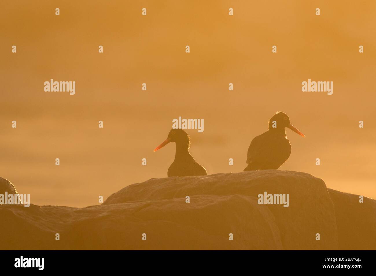 Paar Oyster Catchers auf Felsen Stockfoto