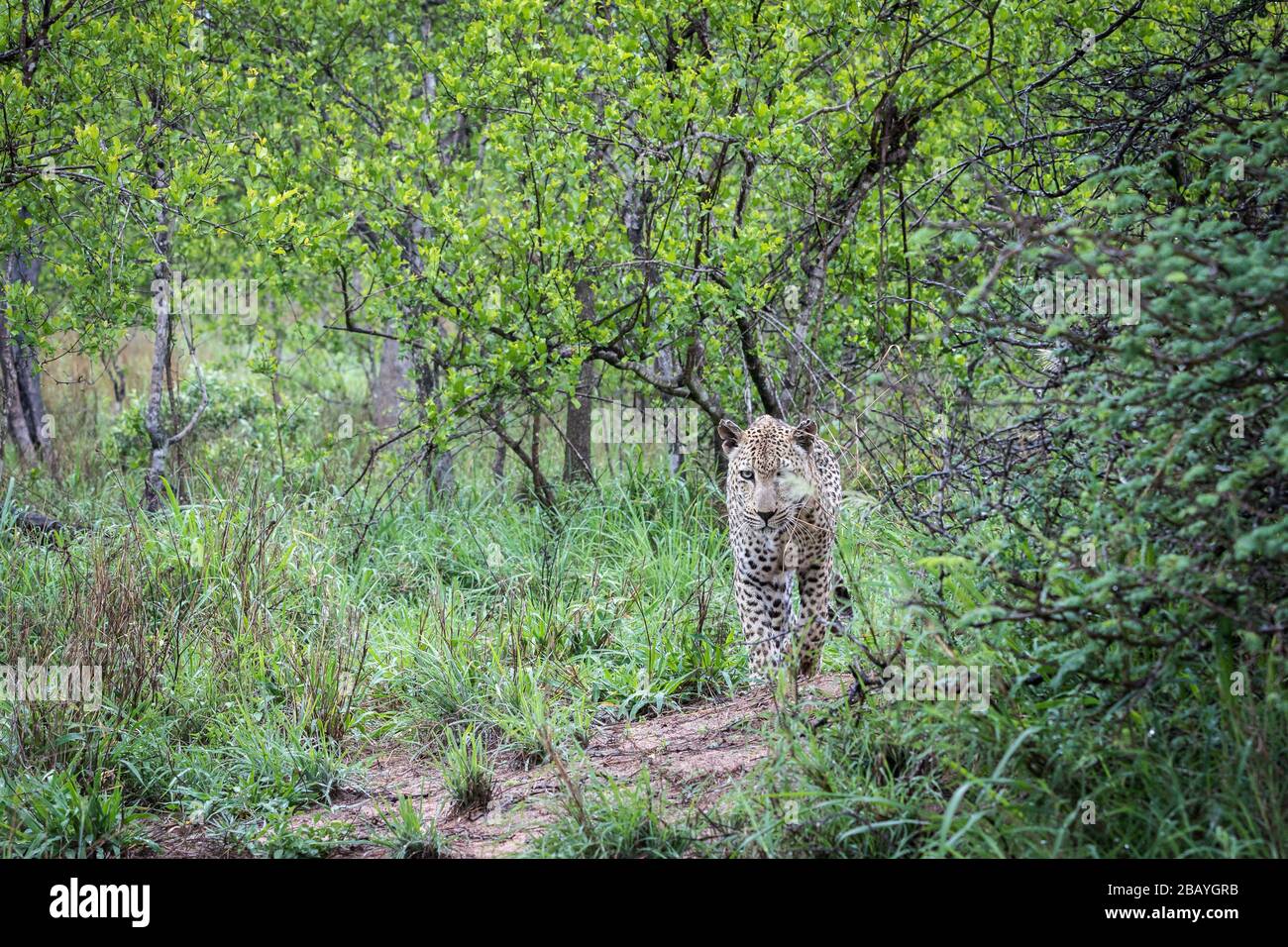 Männlicher Leopard auf dem Weg zum Betrachter. Stockfoto