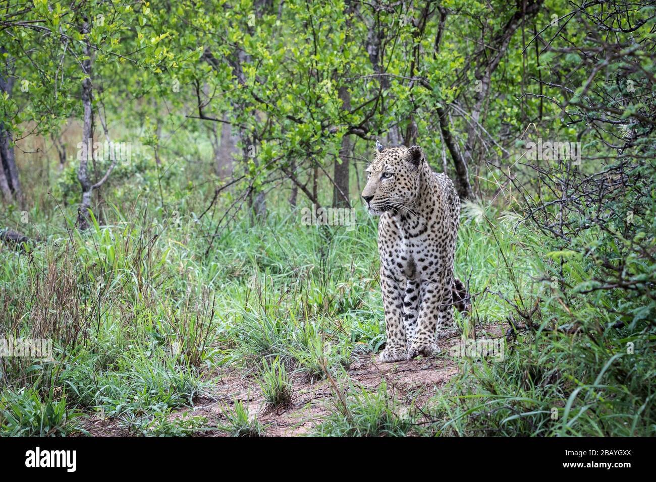 Großer reifer männlicher Leopard Stockfoto