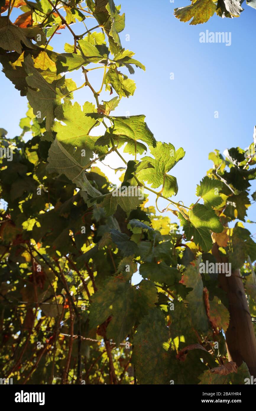 Weingärten in Baja, Mexiko Stockfoto