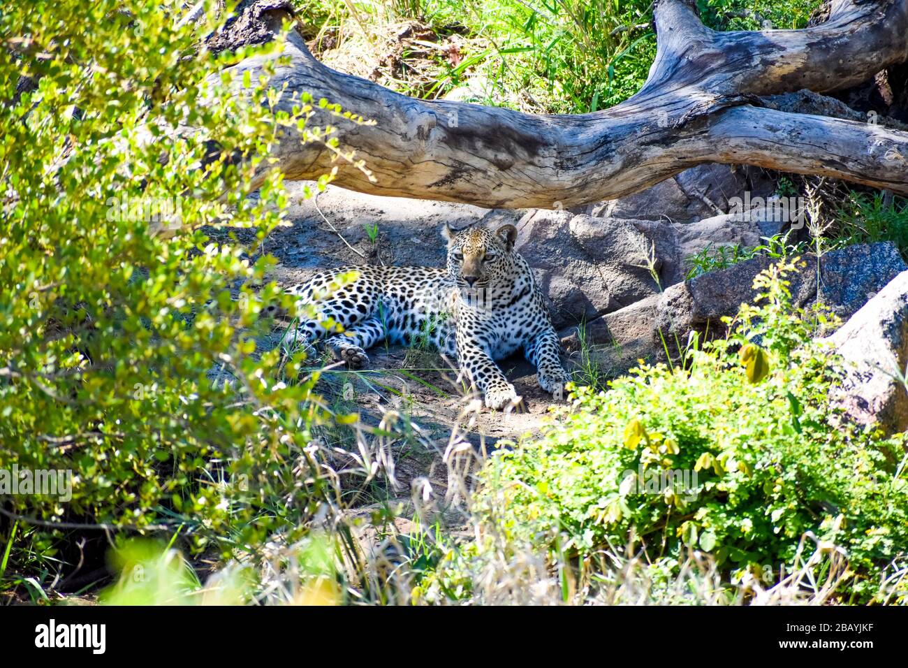 Ein verschlafener Leopard Stockfoto