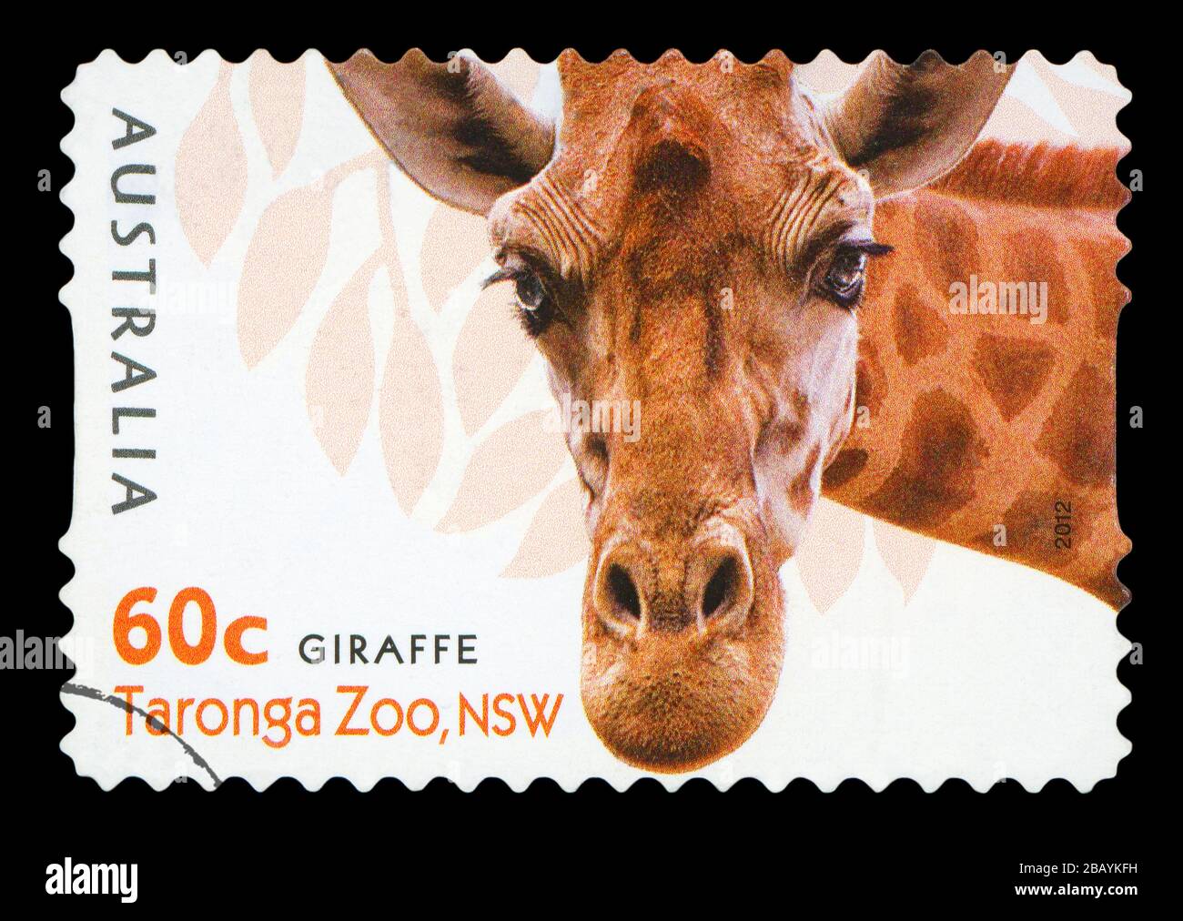 Australien - ca. 2012: einen Stempel in Australien gedruckten zeigt die Giraffe aus Taronga Zoo, WA, Serie, ca. 2012. Stockfoto