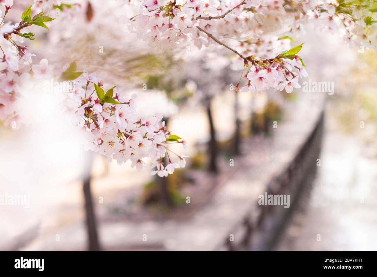 Nahaufnahme von Kirschblüten Blumenblüten am Garten in Südkorea. Stockfoto