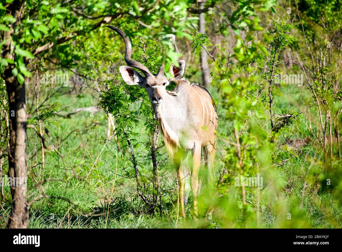 Einen männlichen Kudu entdeckt Stockfoto