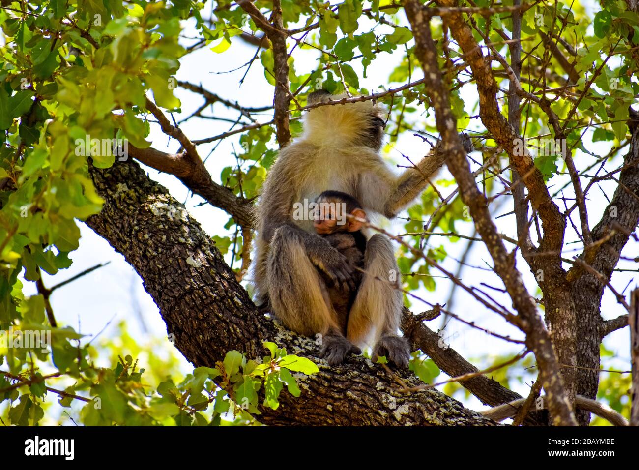 Vervet Affe Baby, das an ihm hält, ist Mama Stockfoto