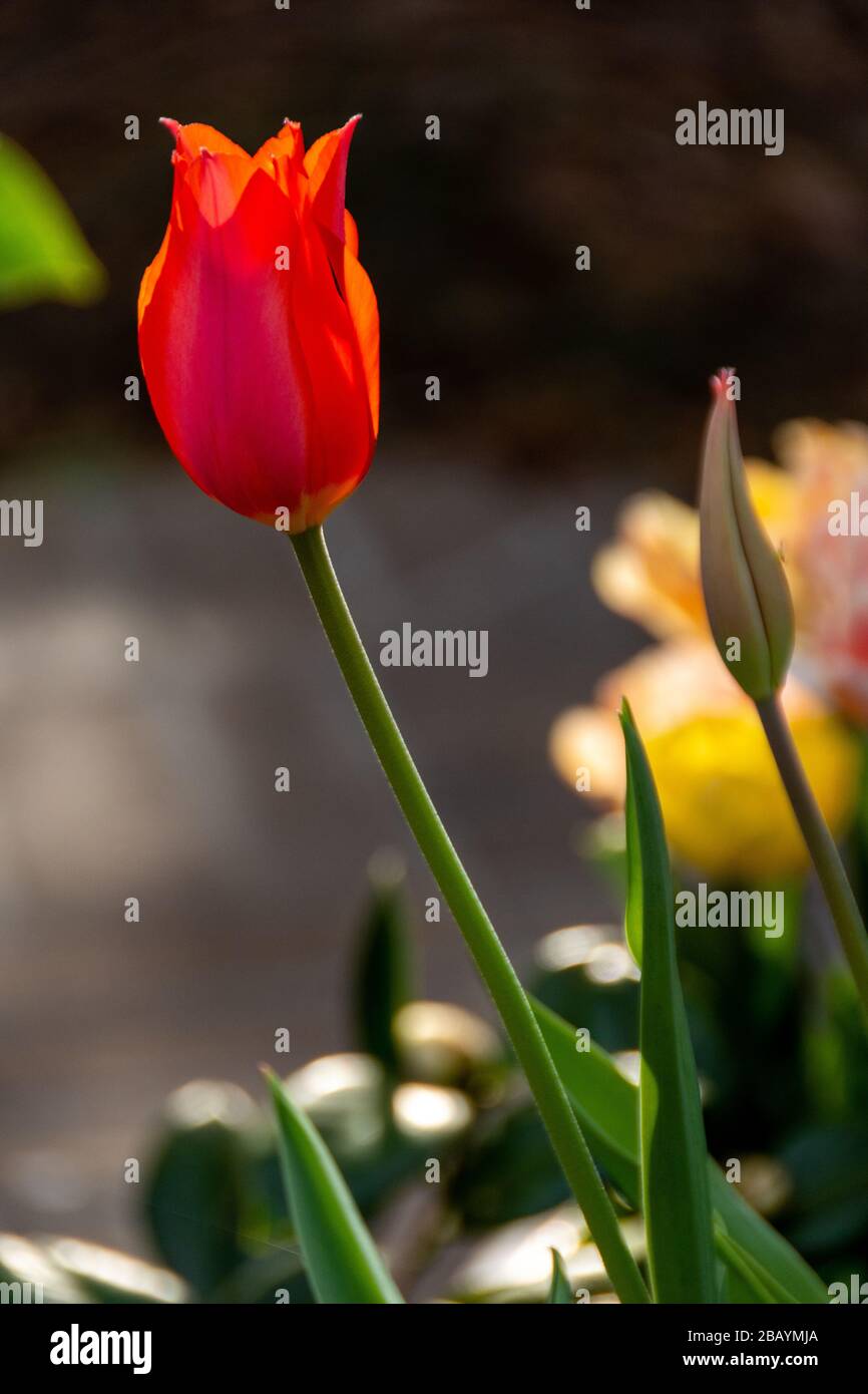 Nahaufnahme einer roten Tulpe, die in einem Blumenbeet wächst und von der Seite beleuchtet wird. Stockfoto