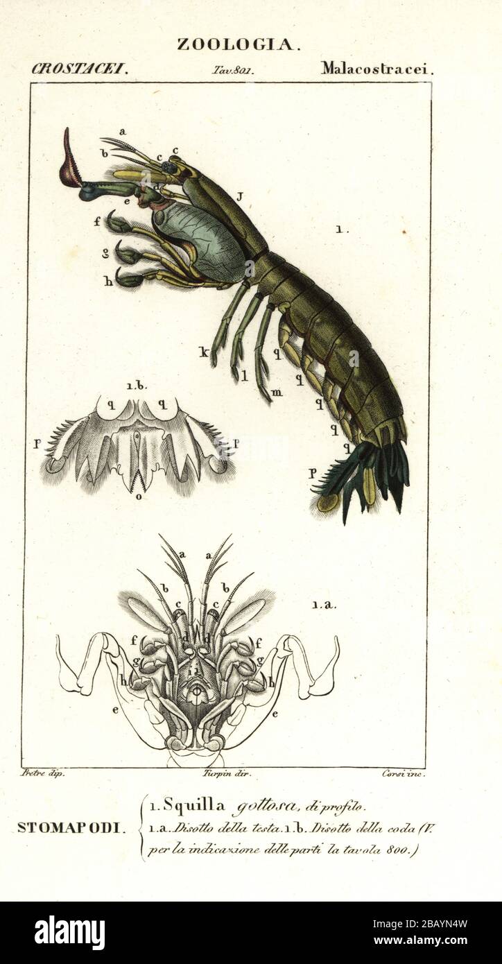 Mantis Shrimp, Gonodactylus chiragra (Squilla gottosa). Handfarbige Kupferstichgravur von Antoine Laurent de Jussieus Dizionario delle Scienze NATURALI, Wörterbuch der Naturwissenschaften, Florenz, Italien, 1837. Von Corsi gravierte Illustration, gezeichnet von Jean Gabriel Pretre und unter der Regie von Pierre Jean-Francois Turpin, herausgegeben von Batelli e Figli. Turpin (1775-1840) gilt als einer der größten französischen Botanischen Illustratoren des 19. Stockfoto