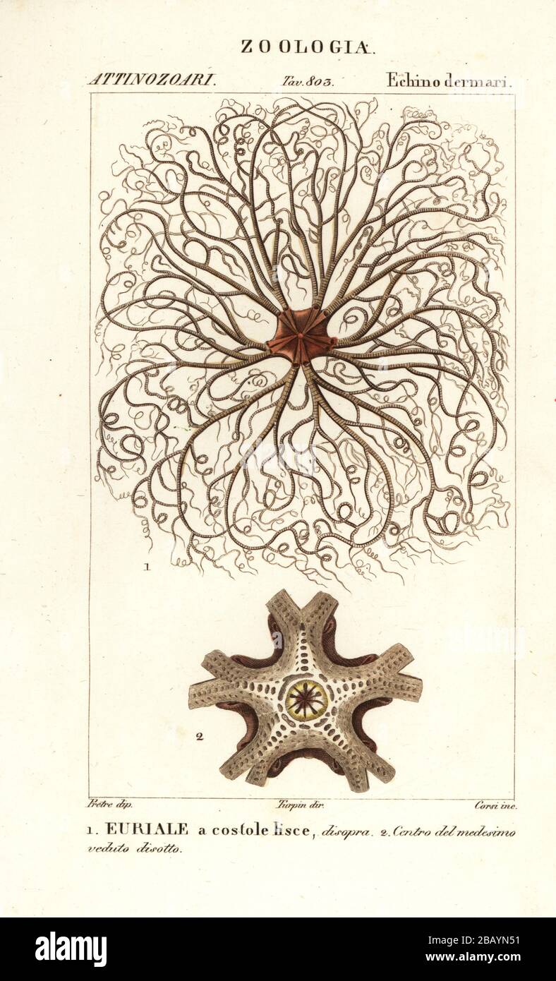 Costole delle costole Fotos und Bildmaterial in hoher Auflösung Alamy