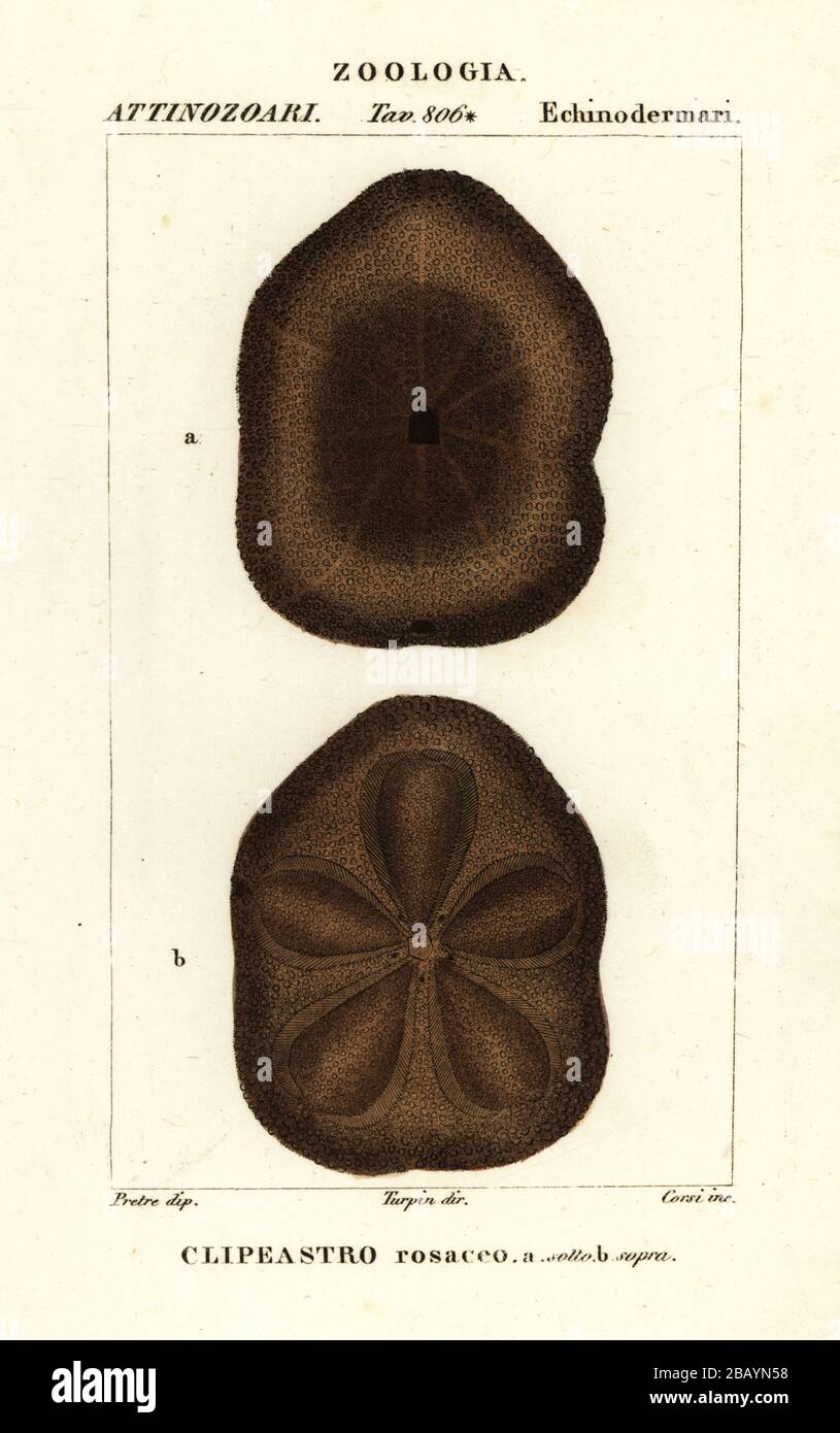 Flat Sea Biscuit, Seeigel, Clypeaster Rosaceus. Clipeastro Rosaceo. Handfarbige Kupferstichgravur von Antoine Laurent de Jussieus Dizionario delle Scienze NATURALI, Wörterbuch der Naturwissenschaften, Florenz, Italien, 1837. Von Corsi gravierte Illustration, gezeichnet von Jean Gabriel Pretre und unter der Regie von Pierre Jean-Francois Turpin, herausgegeben von Batelli e Figli. Turpin (1775-1840) gilt als einer der größten französischen Botanischen Illustratoren des 19. Stockfoto