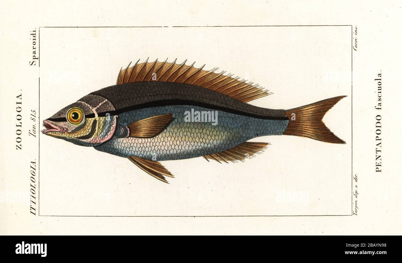 Threadfin-Bream, Pentapodus fasciuola. Pentapodo fasciuola. Handfarbige Kupferstichgravur von Antoine Laurent de Jussieus Dizionario delle Scienze NATURALI, Wörterbuch der Naturwissenschaften, Florenz, Italien, 1837. Von Carini gravierte Illustration, gezeichnet und geleitet von Pierre Jean-Francois Turpin, herausgegeben von Batelli e Figli. Turpin (1775-1840) gilt als einer der größten französischen Botanischen Illustratoren des 19. Stockfoto