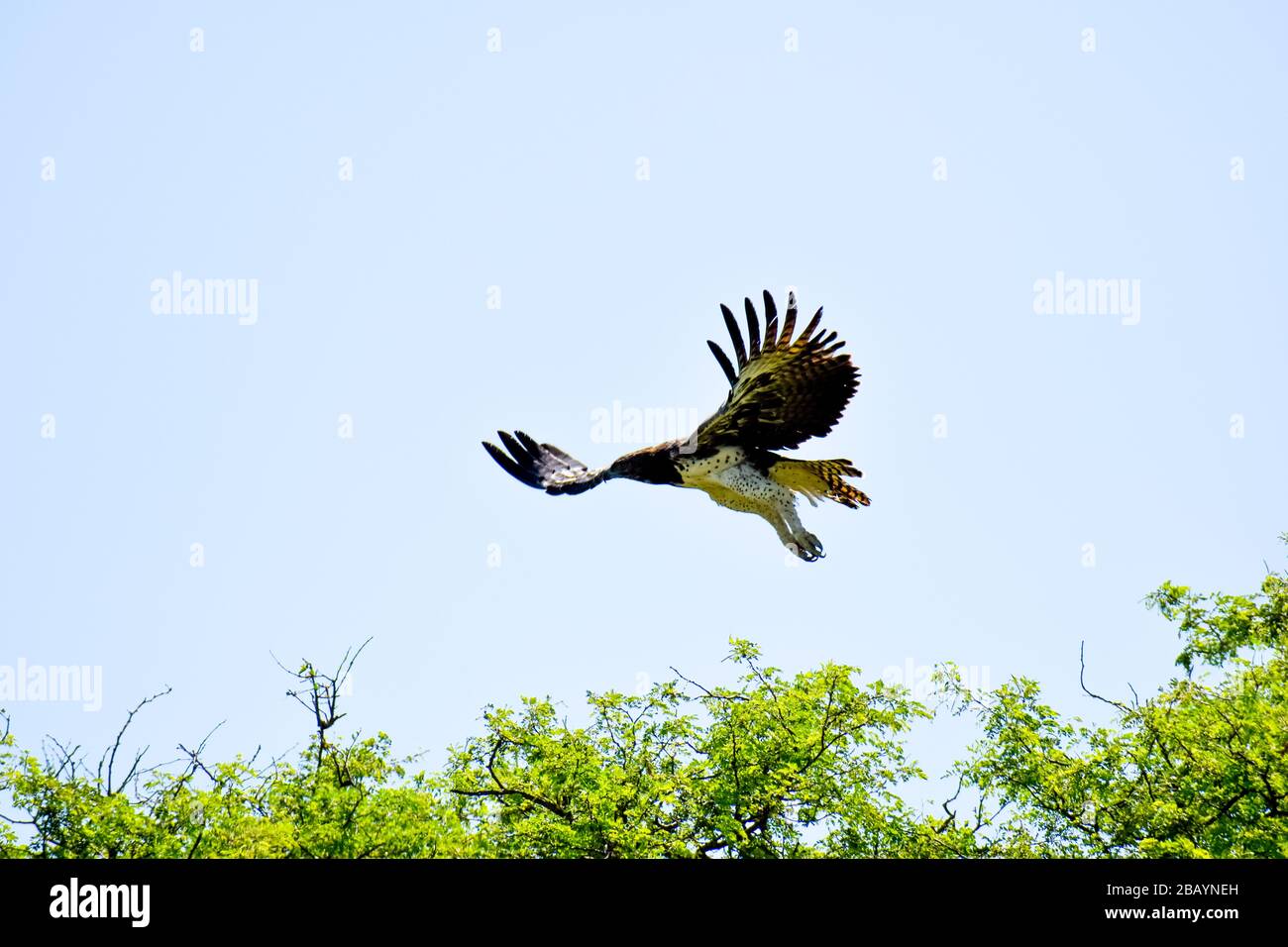 Spread your Wings & fliegen Martial Eagle Stockfoto