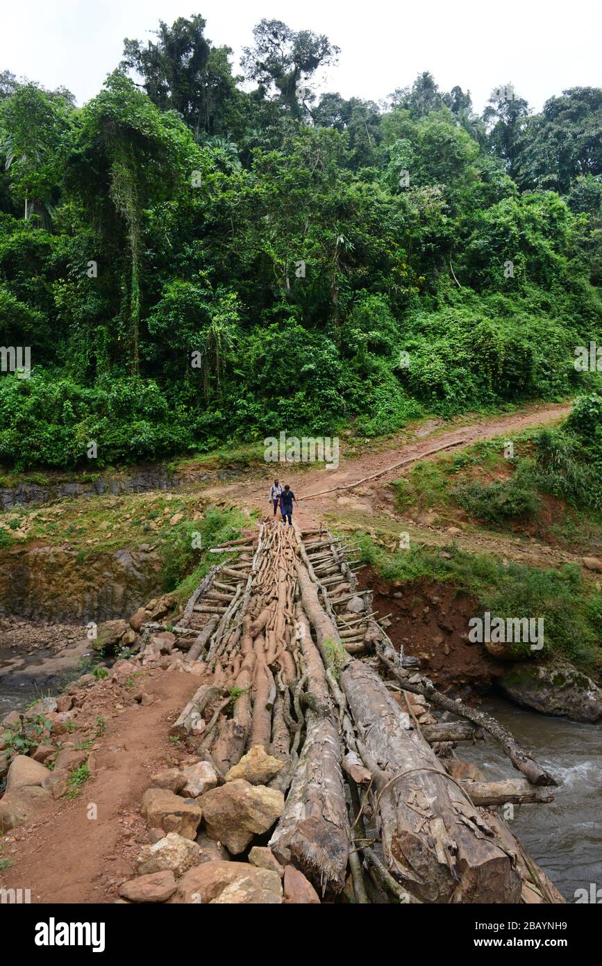 Überqueren Sie die Holzbrücke im Wildcaffewald Mankira in der Region Kaffa in Äthiopien. Stockfoto