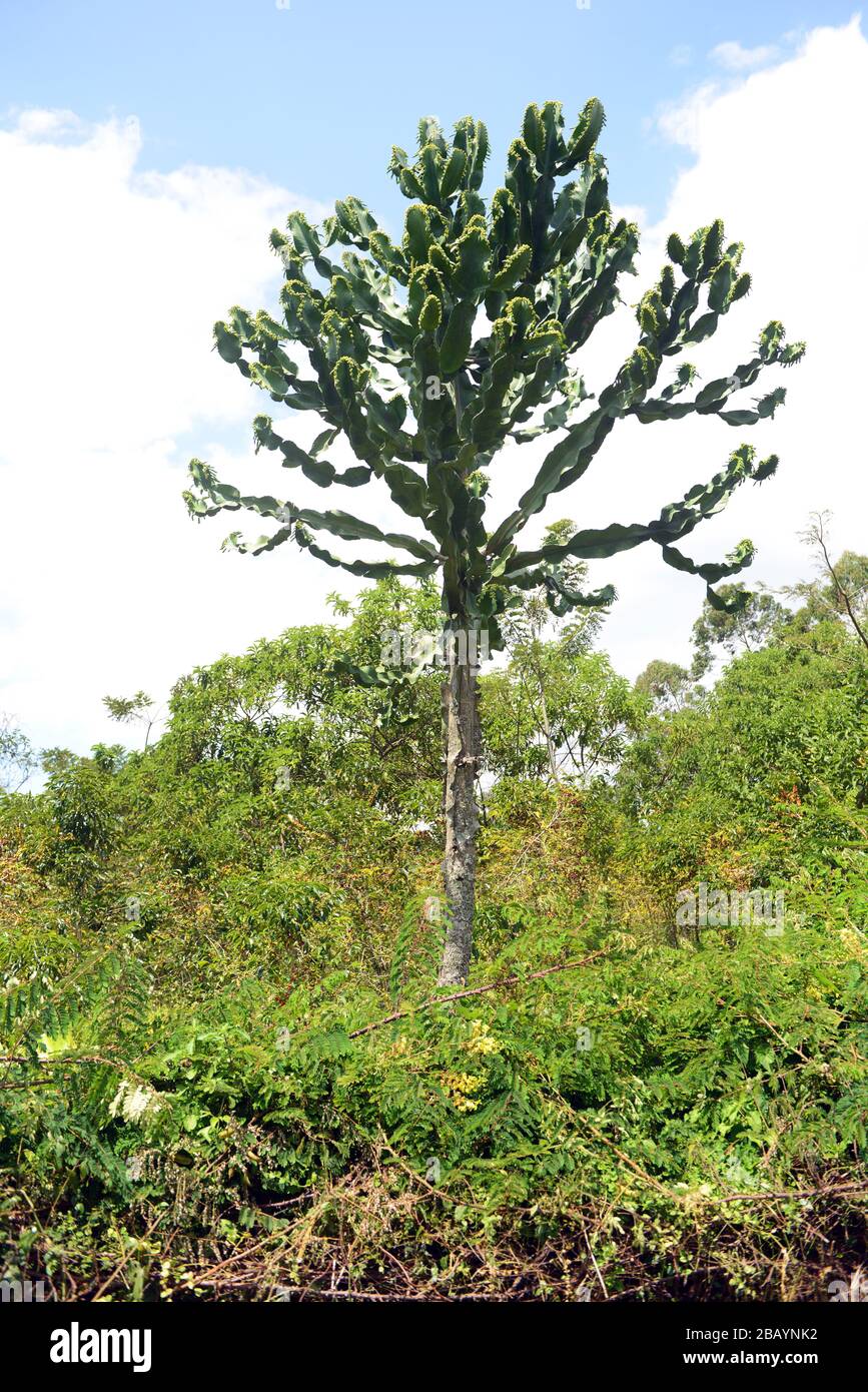 Kerzenkaktusbaum im Südwesten Äthiopiens. Stockfoto