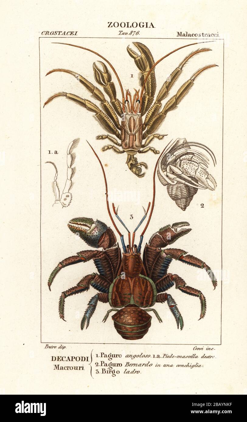 Pagurus angulatus Fotos und Bildmaterial in hoher Auflösung Alamy