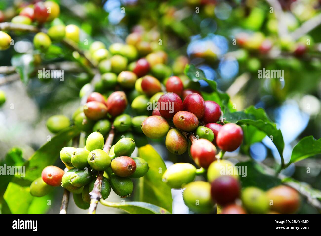 Kaffeekirschen auf einem Kaffeebaum in Äthiopien. Stockfoto