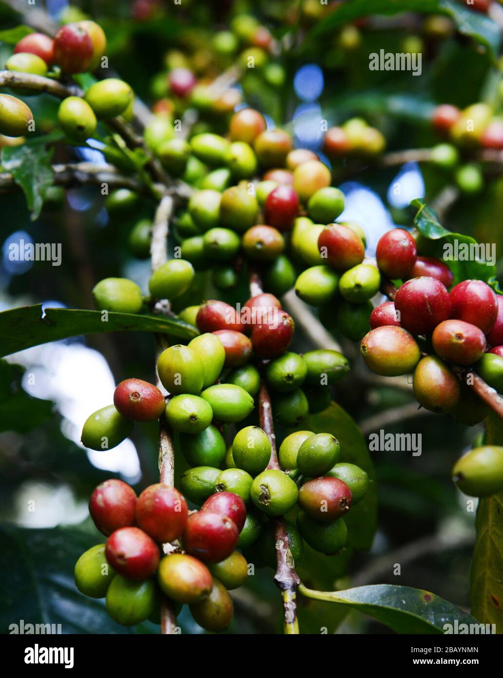 Kaffeekirschen auf einem Kaffeebaum in Äthiopien. Stockfoto