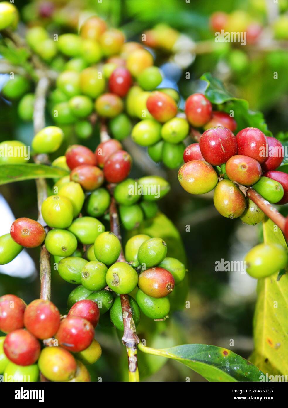 Kaffeekirschen auf einem Kaffeebaum in Äthiopien. Stockfoto