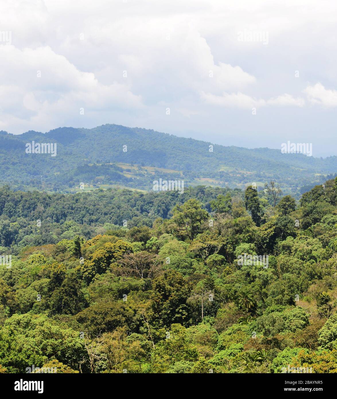 Schöne Landschaften rund um die Kaffeeplantage Teja & Tula in der Region Kaffa in Äthiopien. Stockfoto