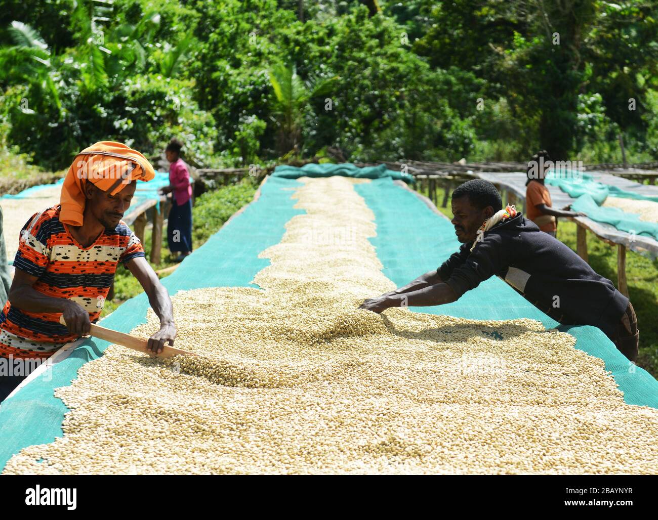 Kaffeebohnen werden sortiert und auf Trockenbetten in Tega&Tula-Kaffeeanwesen in der Region Kaffa in Äthiopien getrocknet. Stockfoto