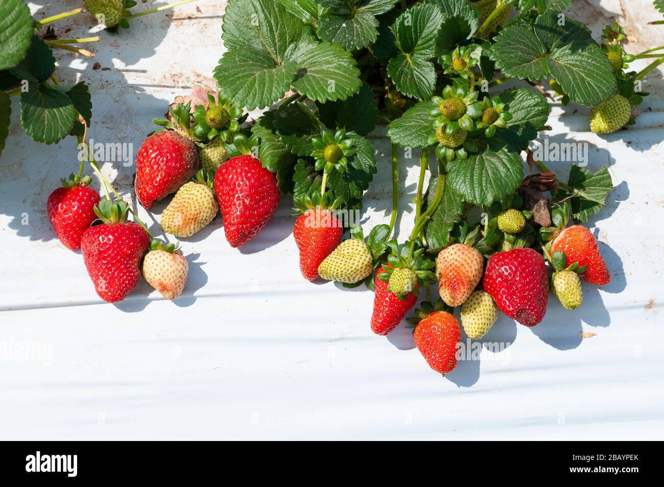 Erdbeerfeld Stockfoto