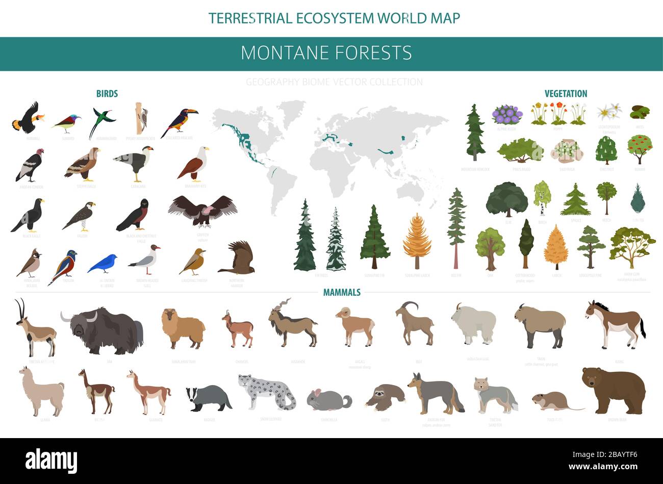 Montane Waldbiome, naturnahe Infografik. Weltkarte für terrestrisches Ökosystem. Designset für Tiere, Vögel und Vegetationen im Ökosystem. Vektor illustrr Stock Vektor