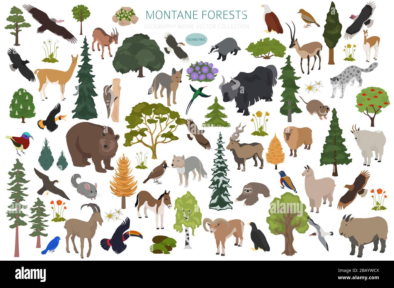 Montane Waldbiome, naturnahe Infografik. Isometrische Version. Weltkarte für terrestrisches Ökosystem. Tier-, Vogel- und Vegetationsdesign Stock Vektor Montane Waldbiome, naturnahe Infografik. Isometrische Version. Weltkarte für terrestrisches Ökosystem. Tier-, Vogel- und Vegetationsdesign Stock Vektor