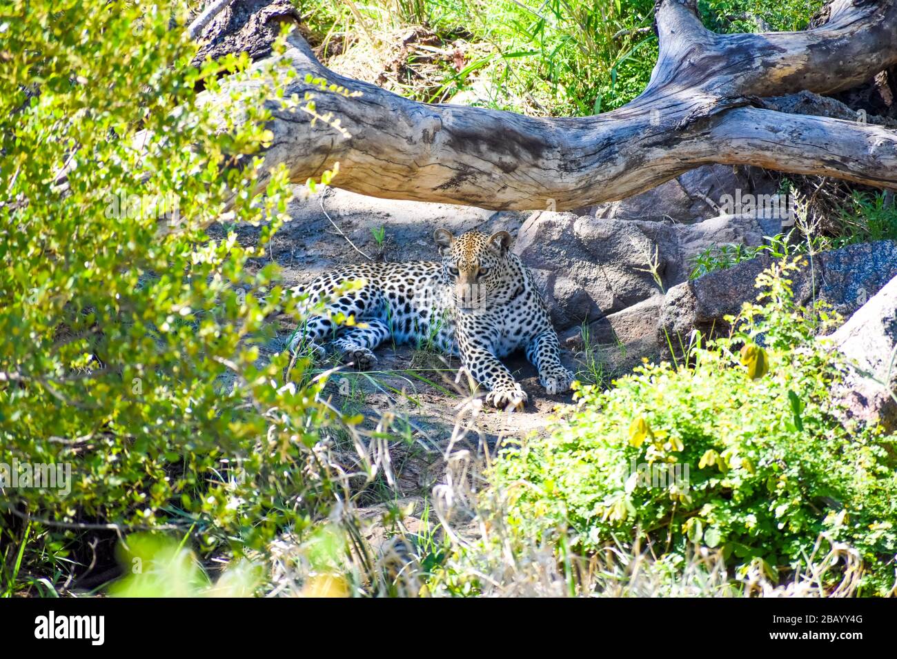 Ein Leopard, der gerade aufgestanden ist Stockfoto