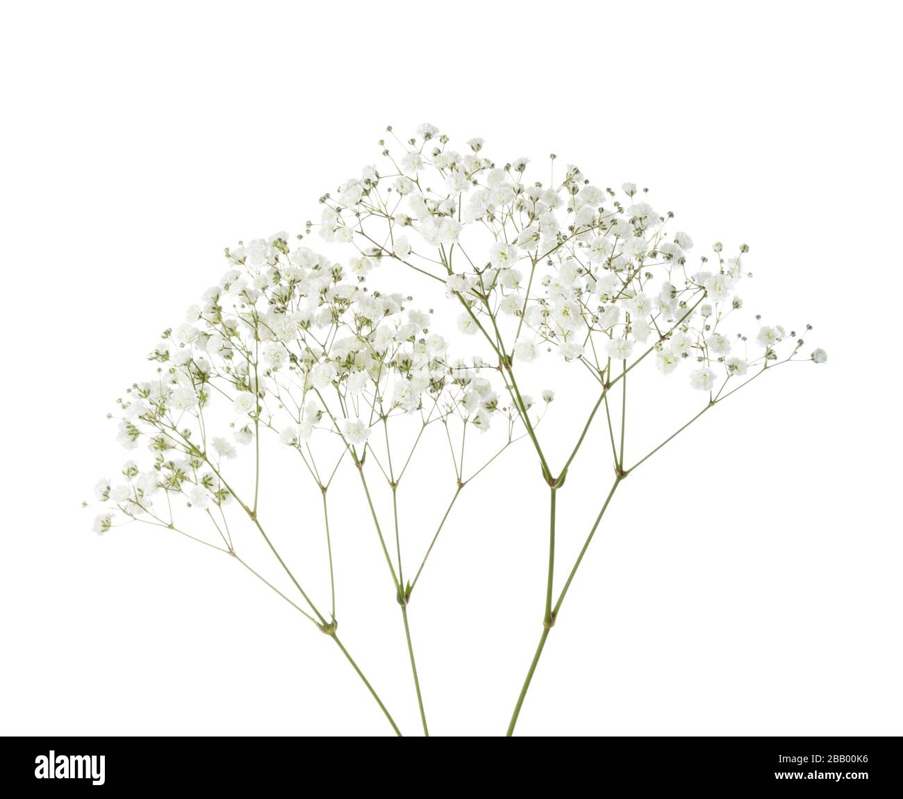 Zweige mit kleinen weißen Blumen von Gypsophila (Baby's-Breath) isoliert auf weißem Hintergrund. Stockfoto