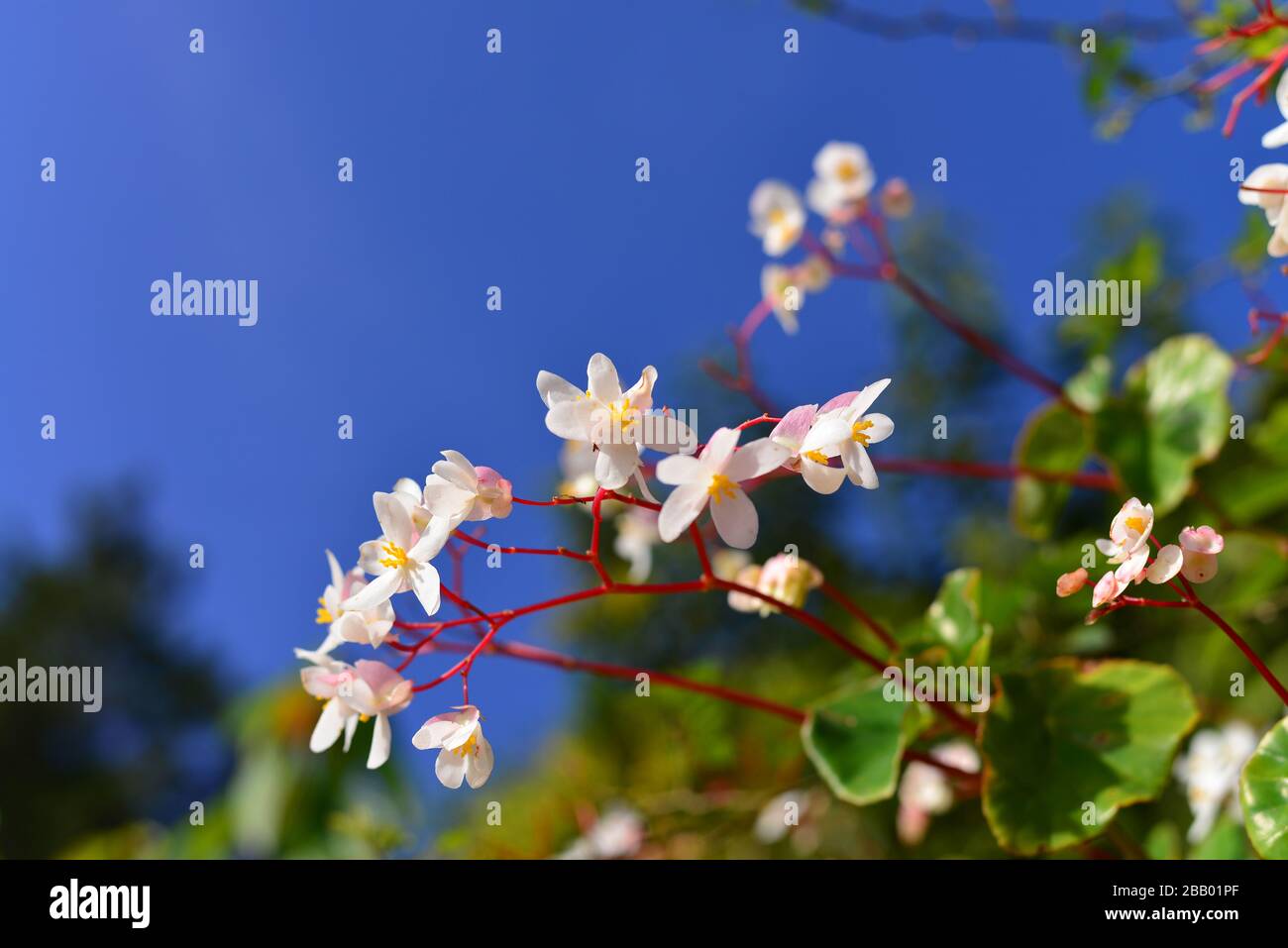 Weiße und hellrosa Begonienblüten blühen im Frühjahr gegen den blauen Himmel. Stockfoto