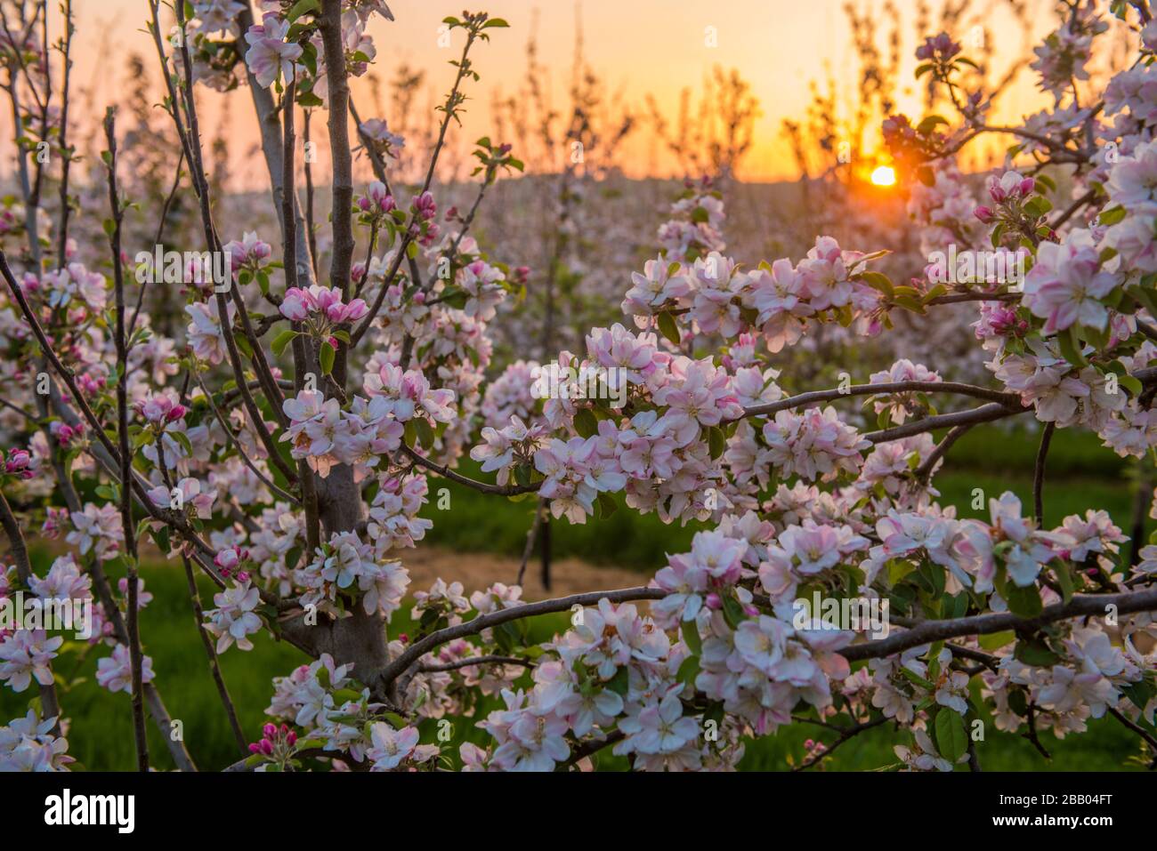 Apfelblüte auf Apfelbäumen in Shiplate, Somerset. Stockfoto