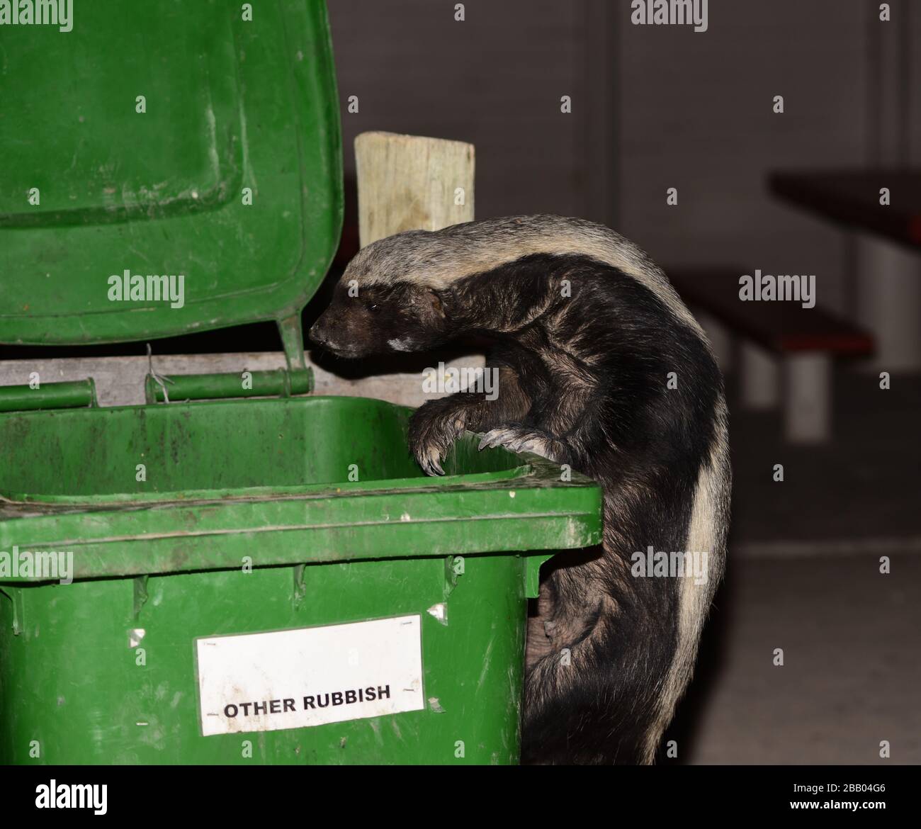 Afrikanischer Honigbadger (Mellivora Capensis), der Lebensmittel aus einem Mülleimer eines Campingplatzes in Namibia isst Stockfoto