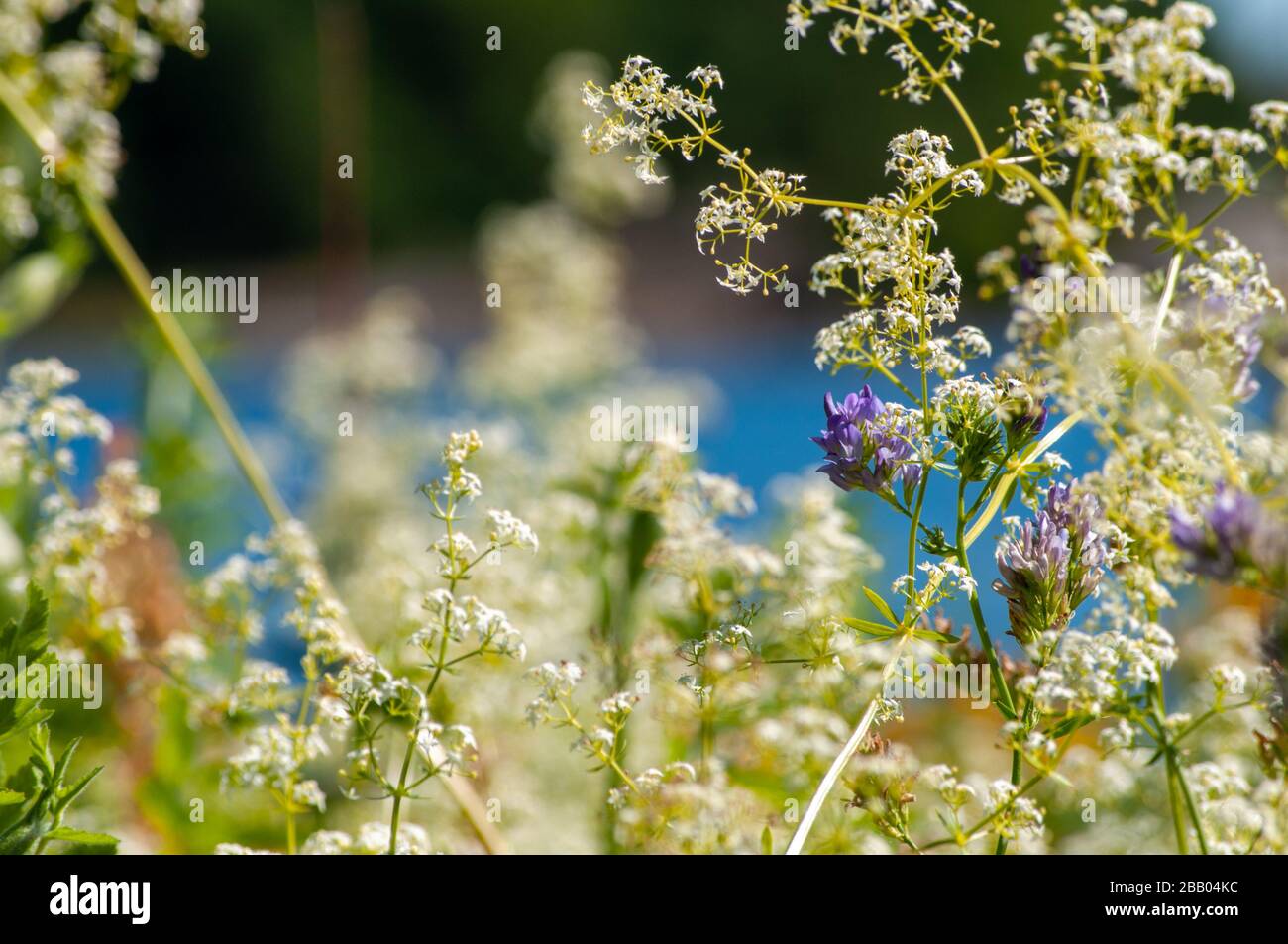 Nahaufnahme von Wildblumen an einem hellen und sonnigen Sommertag auf einer Insel an der Südküste Norwegens. Stockfoto