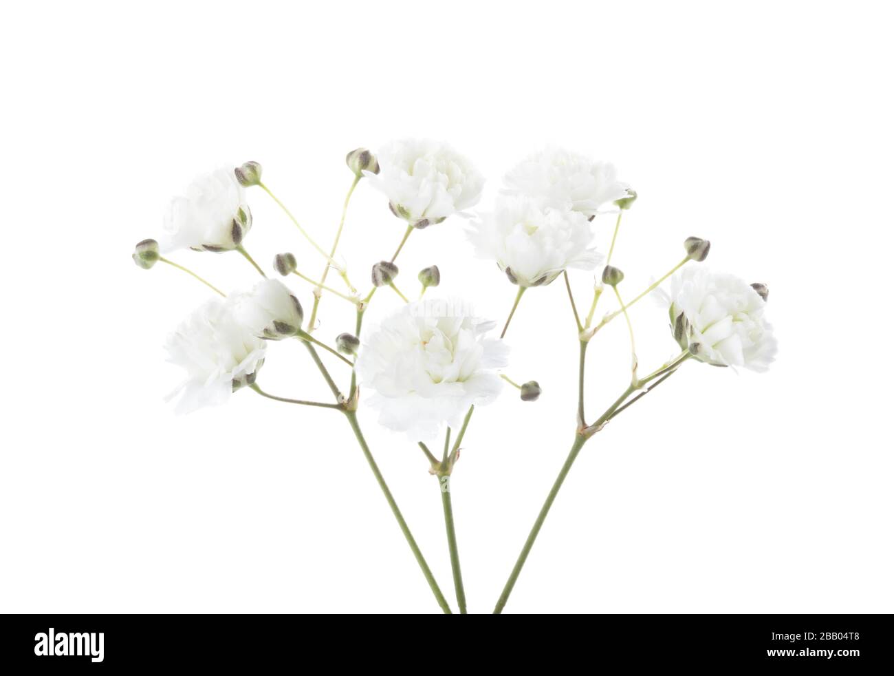 Kleine Zweige mit Blumen von Gypsophila isoliert auf weißem Hintergrund Stockfoto