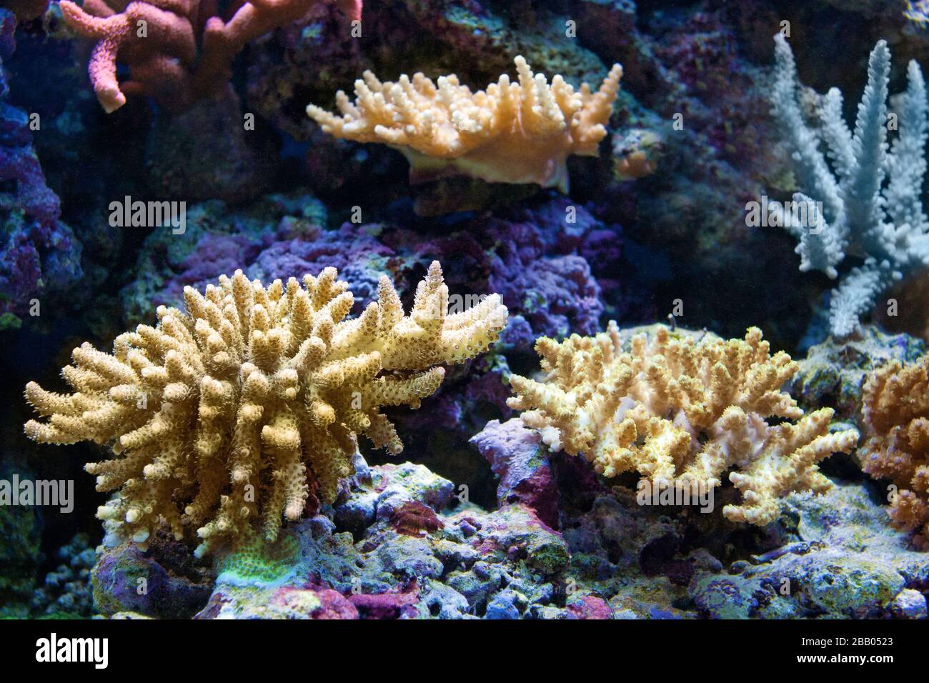 Weiße Koralle im Korallengarten unter Wasser Foto. Stockfoto