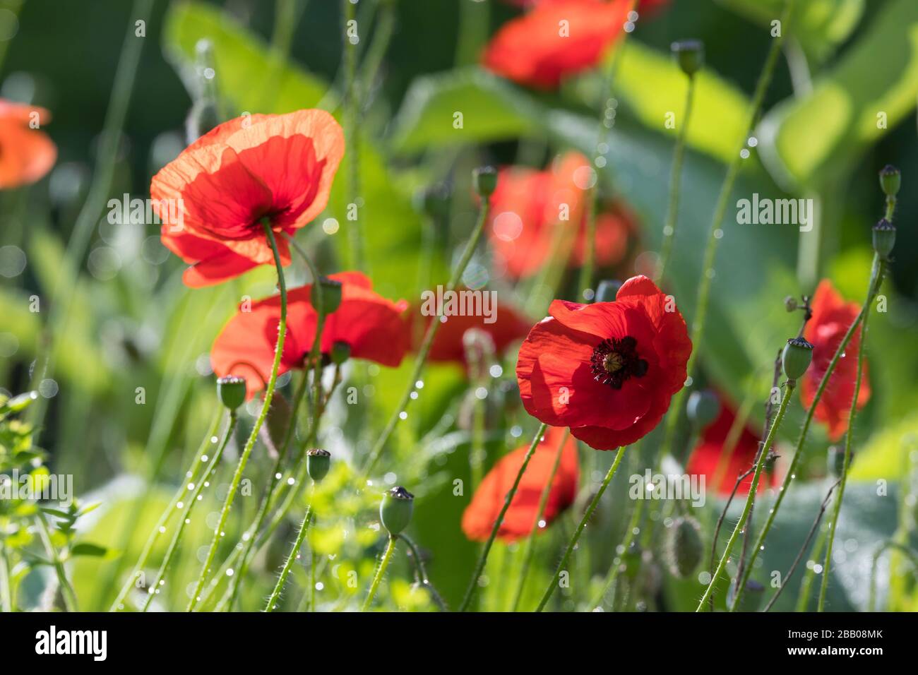 Klatsch-Mohn, Klatschmohn, Mohnblume, Klatschrose, Mohn, Papaver rhoeas, Corn Poppy, Field Poppy, common Poppy, Mais Rose, Flandern Mohn, roter Mohn, Stockfoto
