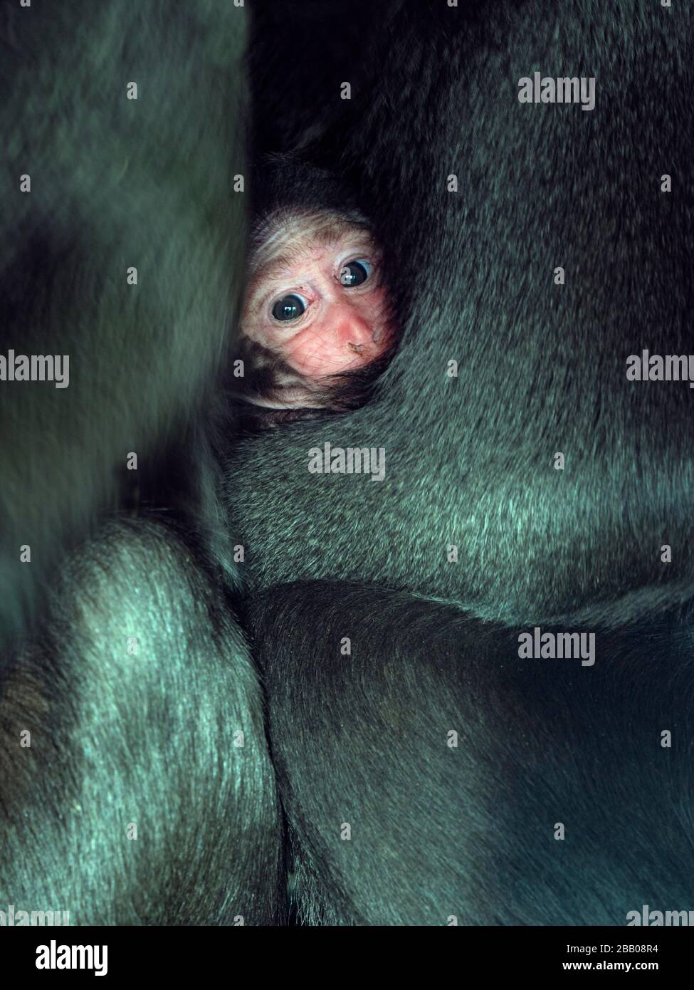 Celebes crested macaque Macaca nigra auch als Crested schwarzen Makaken mit Monat alten Jungen bekannt. Stockfoto