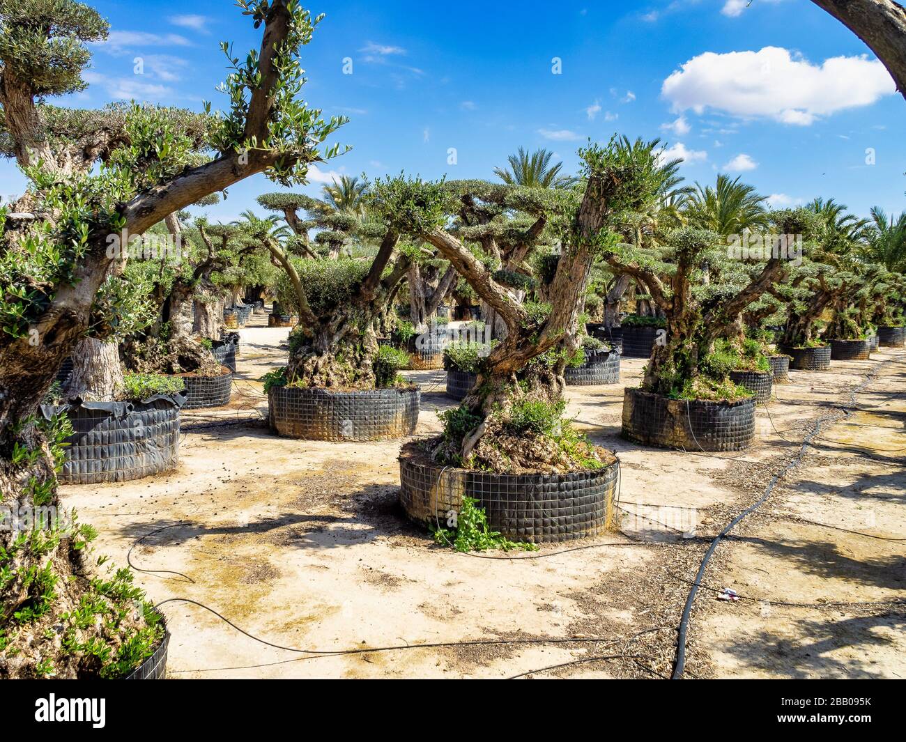 Baumschule fr Olivenbume in Elche bei Alicante in Spanien, Westeuropa  Stockfotografie - Alamy