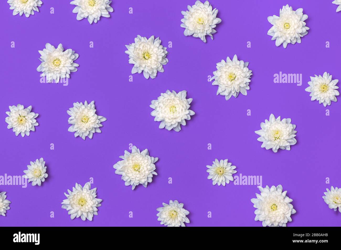 Weiße Chrysantheme auf violettem Hintergrund. Flaches Lay. Stockfoto