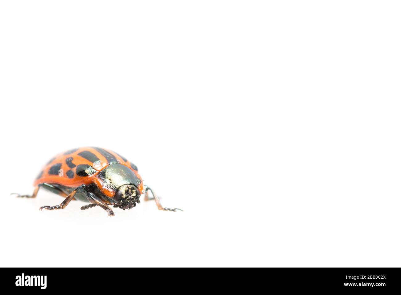 Marienkäfer-Nahaufnahme isoliert auf weißem Grund. Stockfoto