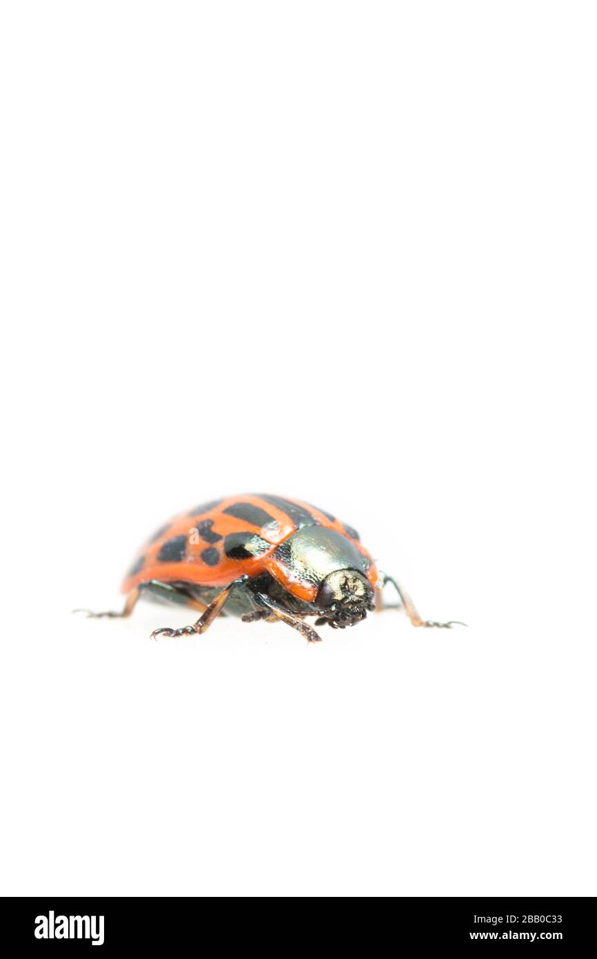 Marienkäfer-Nahaufnahme isoliert auf weißem Grund. Stockfoto