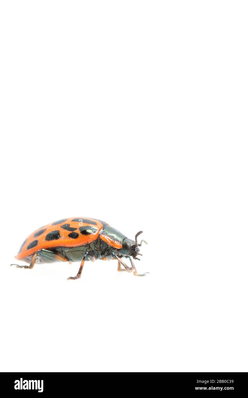 Marienkäfer-Nahaufnahme isoliert auf weißem Grund. Stockfoto