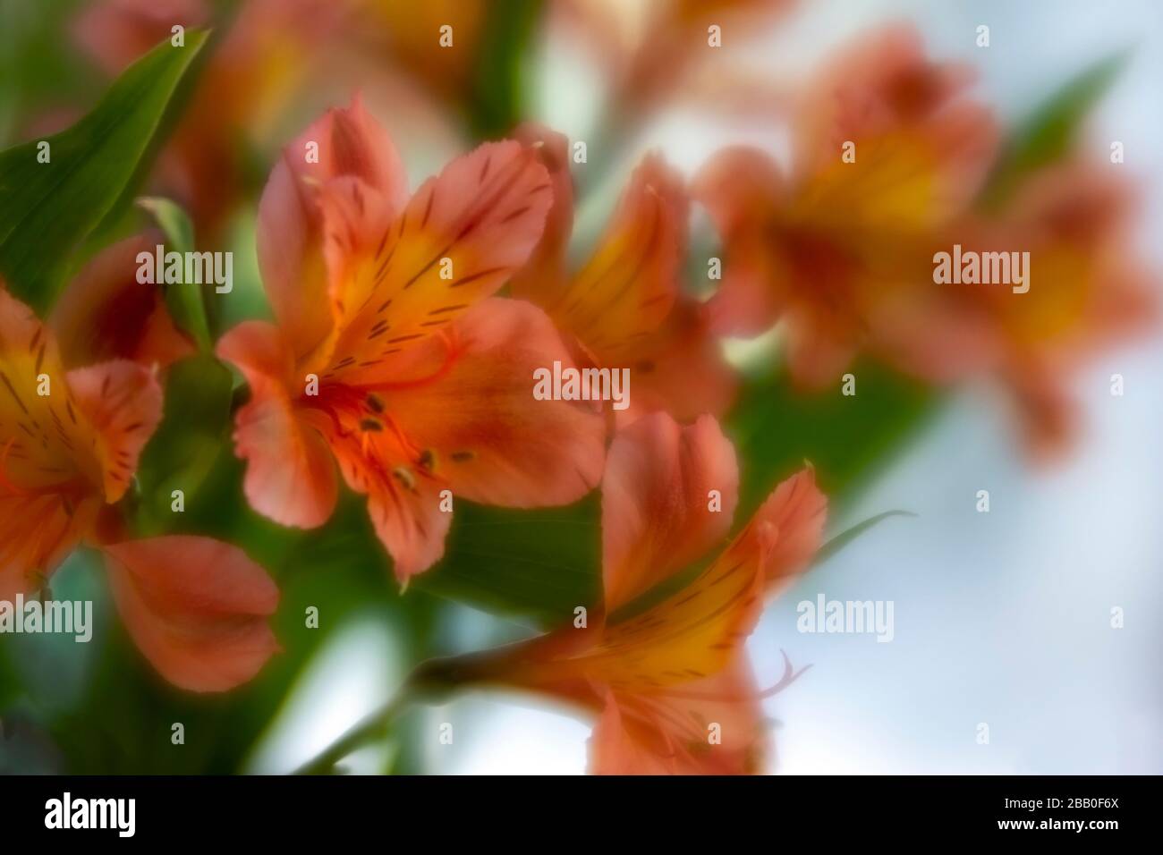 Alstroemeria blüht in voller Blüte Stockfoto