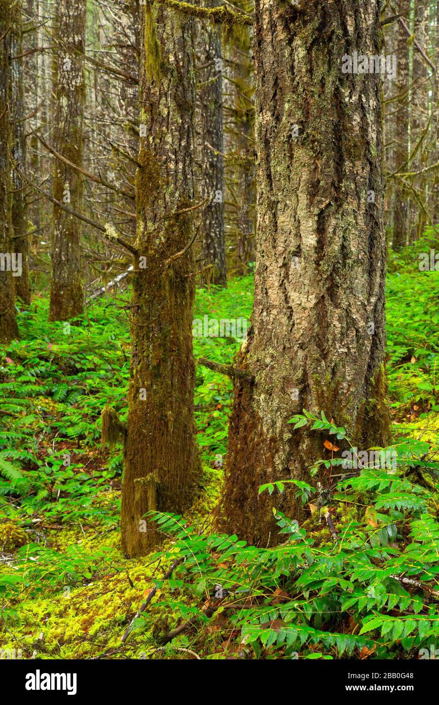 Second Growth Forest, Tillamook State Forest, Oregon. Stockfoto