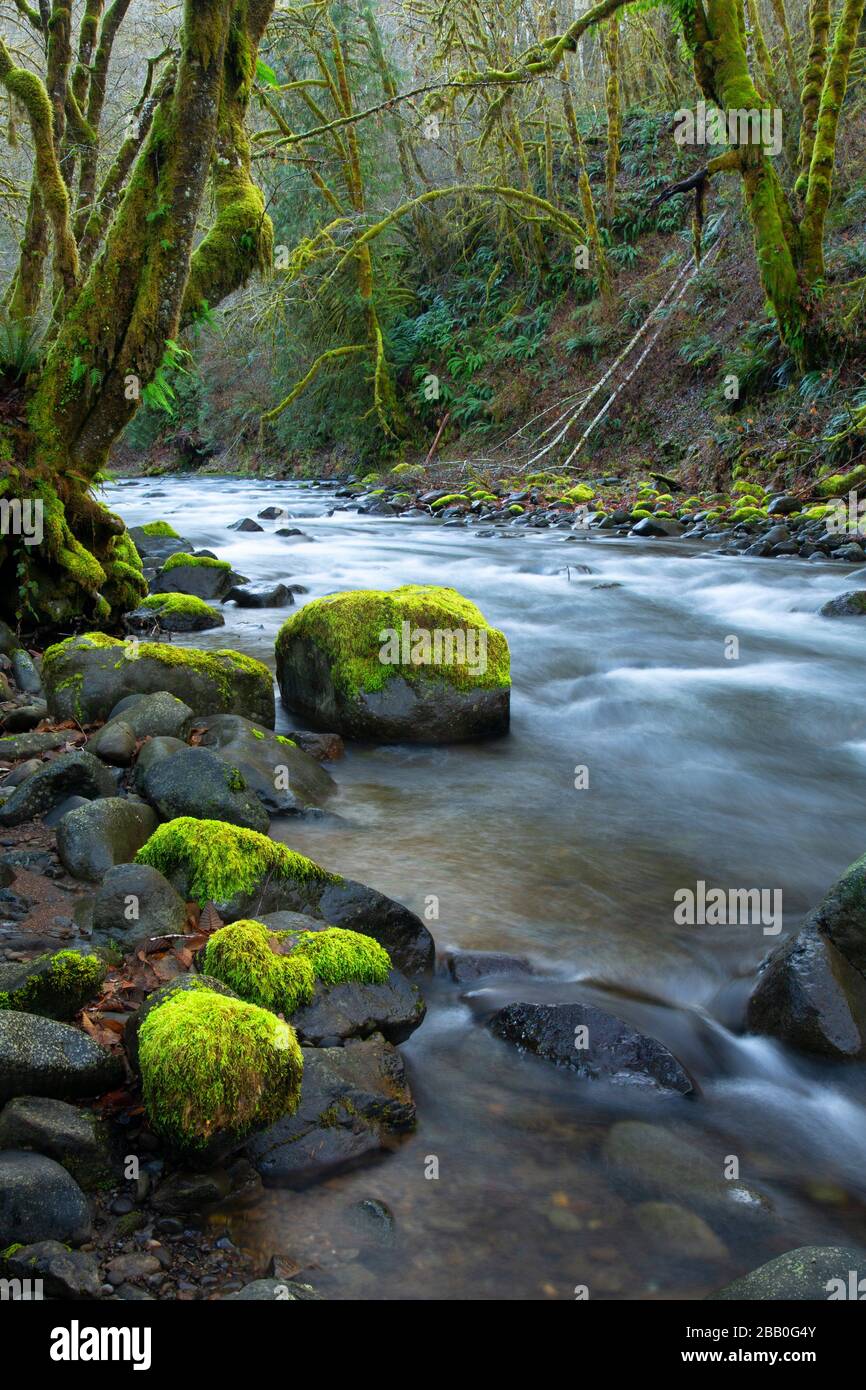 Jordan Creek, Tillamook State Forest, Oregon. Stockfoto